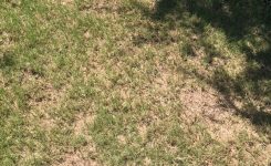 Should I Seed Bare Areas in My Bermudagrass Lawn?