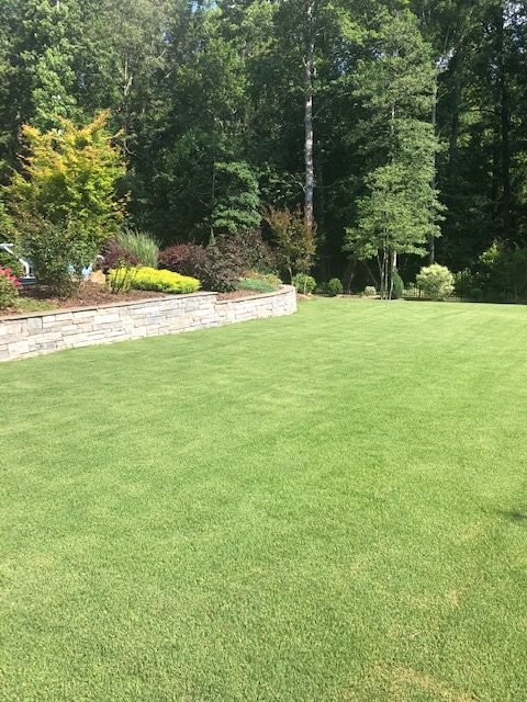 Wake Forest Bermudagrass lawn care