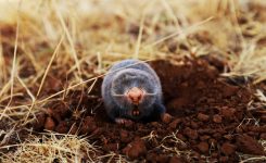 How Can I Get Rid of Moles in My Lawn?