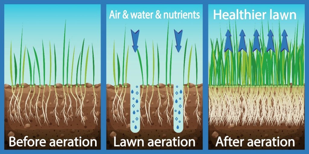 Lawn Aeration