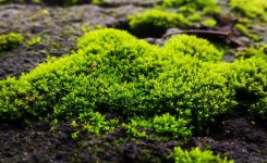 What Can I Do About Moss in My Lawn?