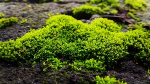 What Can I Do About Moss in My Yard?