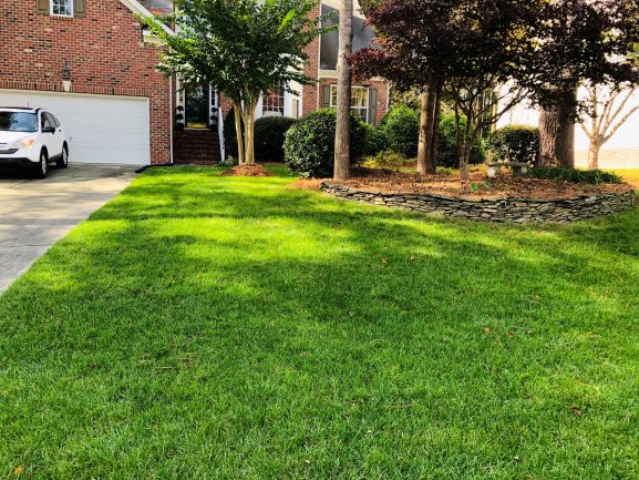 St Andrews_Tall Fescue_Wake Forest