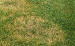 How Can I Avoid Brown Patch Disease on My Tall Fescue Lawn?