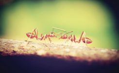 What Can I Do About Fire Ants On My Lawn? 