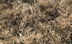 When Should I Dethatch My Warm-Season Lawn?